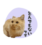 敬語・リアル猫イーちゃんの写真スタンプ（個別スタンプ：28）
