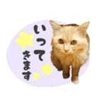 敬語・リアル猫イーちゃんの写真スタンプ（個別スタンプ：29）