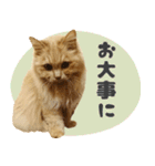 敬語・リアル猫イーちゃんの写真スタンプ（個別スタンプ：30）