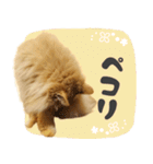 敬語・リアル猫イーちゃんの写真スタンプ（個別スタンプ：31）