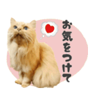 敬語・リアル猫イーちゃんの写真スタンプ（個別スタンプ：32）