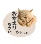 敬語・リアル猫イーちゃんの写真スタンプ（個別スタンプ：33）