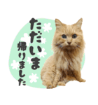 敬語・リアル猫イーちゃんの写真スタンプ（個別スタンプ：34）