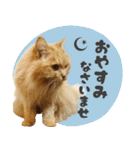 敬語・リアル猫イーちゃんの写真スタンプ（個別スタンプ：35）