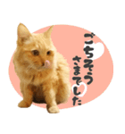 敬語・リアル猫イーちゃんの写真スタンプ（個別スタンプ：36）