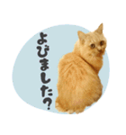 敬語・リアル猫イーちゃんの写真スタンプ（個別スタンプ：37）
