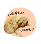 敬語・リアル猫イーちゃんの写真スタンプ（個別スタンプ：38）