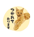 敬語・リアル猫イーちゃんの写真スタンプ（個別スタンプ：40）