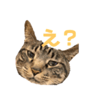 我が家のにゃんこ2。（個別スタンプ：1）