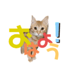 我が家のにゃんこ2。（個別スタンプ：2）