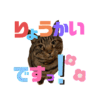 我が家のにゃんこ2。（個別スタンプ：9）