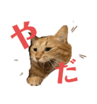 我が家のにゃんこ2。（個別スタンプ：10）
