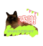 我が家のにゃんこ2。（個別スタンプ：11）
