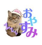 我が家のにゃんこ2。（個別スタンプ：12）