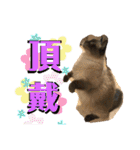 我が家のにゃんこ2。（個別スタンプ：15）