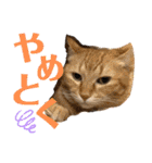 我が家のにゃんこ2。（個別スタンプ：18）