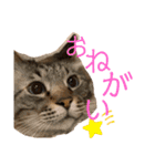 我が家のにゃんこ2。（個別スタンプ：20）