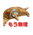 我が家のにゃんこ2。（個別スタンプ：22）