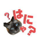 我が家のにゃんこ2。（個別スタンプ：23）