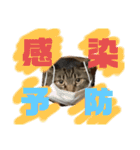 我が家のにゃんこ2。（個別スタンプ：25）