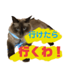我が家のにゃんこ2。（個別スタンプ：27）
