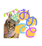 我が家のにゃんこ2。（個別スタンプ：28）