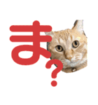 我が家のにゃんこ2。（個別スタンプ：30）