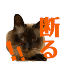 我が家のにゃんこ2。（個別スタンプ：31）