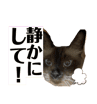 我が家のにゃんこ2。（個別スタンプ：35）