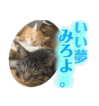 我が家のにゃんこ2。（個別スタンプ：37）