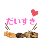 我が家のにゃんこ2。（個別スタンプ：39）