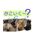 我が家のにゃんこ2。（個別スタンプ：40）