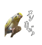 インコのラピスタンプ（個別スタンプ：1）