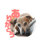 桃ちスタンプ（個別スタンプ：3）