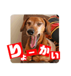 桃ちスタンプ（個別スタンプ：6）