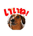 桃ちスタンプ（個別スタンプ：9）
