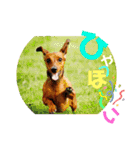 桃ちスタンプ（個別スタンプ：13）