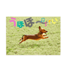 桃ちスタンプ（個別スタンプ：15）