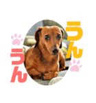 桃ちスタンプ（個別スタンプ：27）