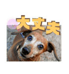 桃ちスタンプ（個別スタンプ：28）