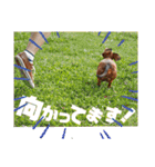 桃ちスタンプ（個別スタンプ：32）