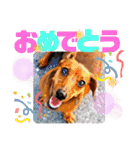 桃ちスタンプ（個別スタンプ：36）