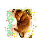 桃ちスタンプ（個別スタンプ：39）