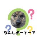 博多弁を学ぶ台湾犬。（個別スタンプ：1）