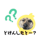 博多弁を学ぶ台湾犬。（個別スタンプ：2）
