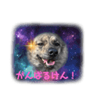博多弁を学ぶ台湾犬。（個別スタンプ：3）