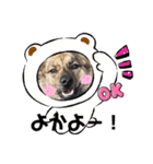 博多弁を学ぶ台湾犬。（個別スタンプ：5）