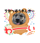 博多弁を学ぶ台湾犬。（個別スタンプ：6）