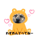 博多弁を学ぶ台湾犬。（個別スタンプ：7）