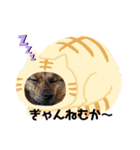 博多弁を学ぶ台湾犬。（個別スタンプ：10）